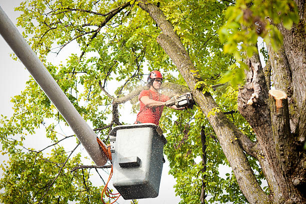Rockville Centre, NY Tree Care Company